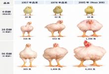 我们今天吃的肉鸡与几十年前比发生了天翻地覆的变化